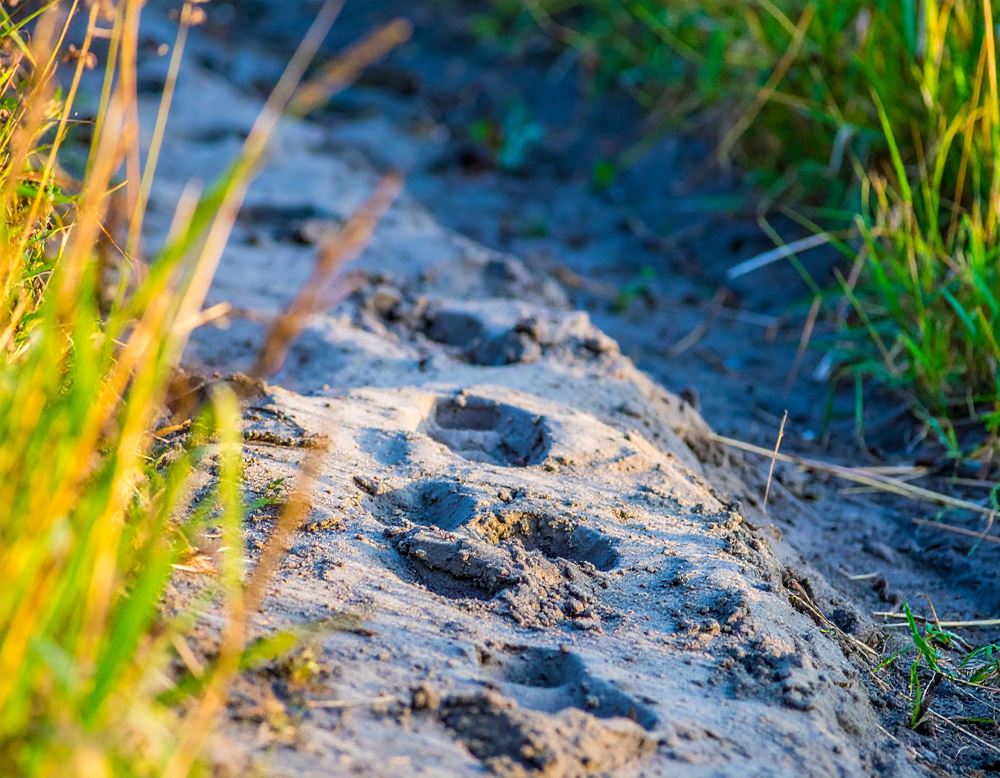 A close-up of deer tracks in dirt on a forest trail tall green grass on both sides of 101220-1000